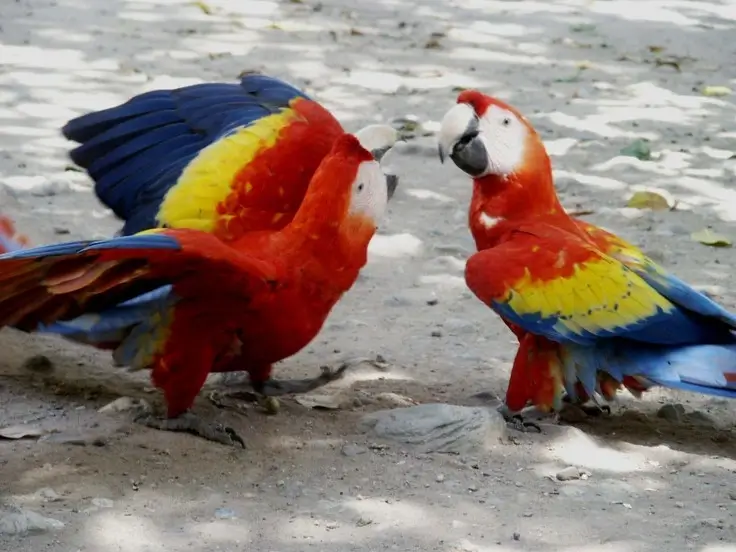 perroquet-guacamaya-honduras
