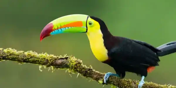 tour-le-monde-maya-3 Tour le monde maya 3