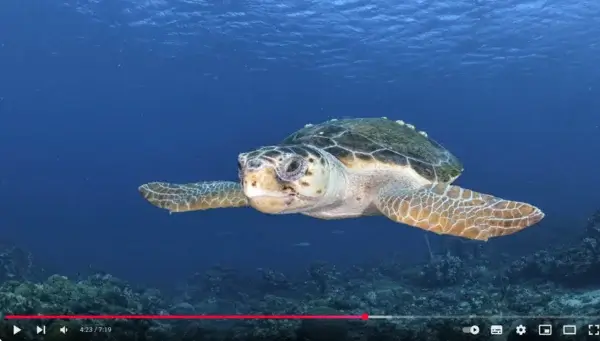 Tour punta izopo video 1