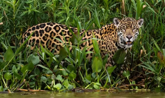 Jaguar – Punta Izopo Jaguar observé au parc Punta Izopo – circuit Les 4 Mondes